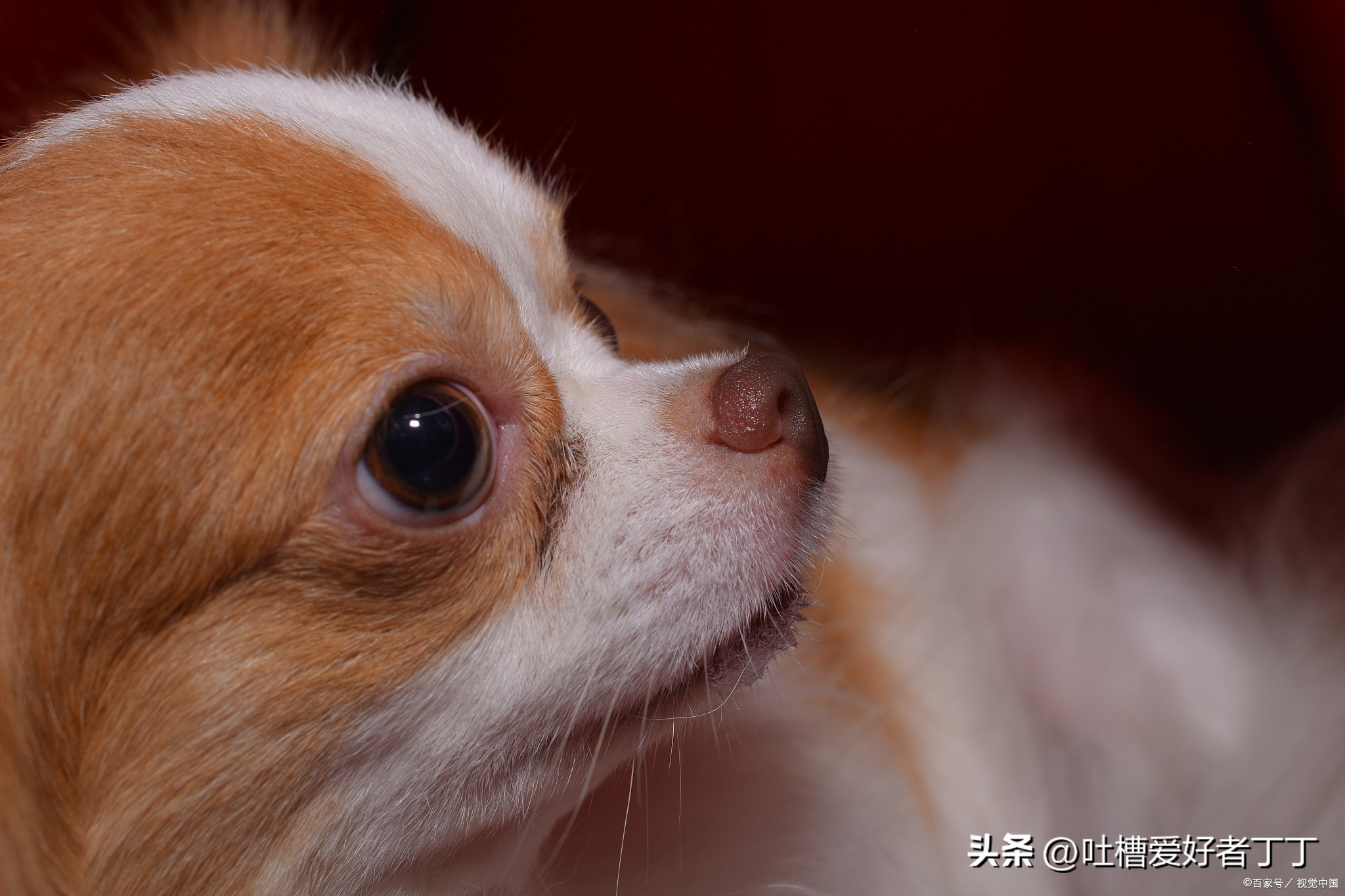 狗子老是跟别人亲,狗子亲嘴巴是什么意思