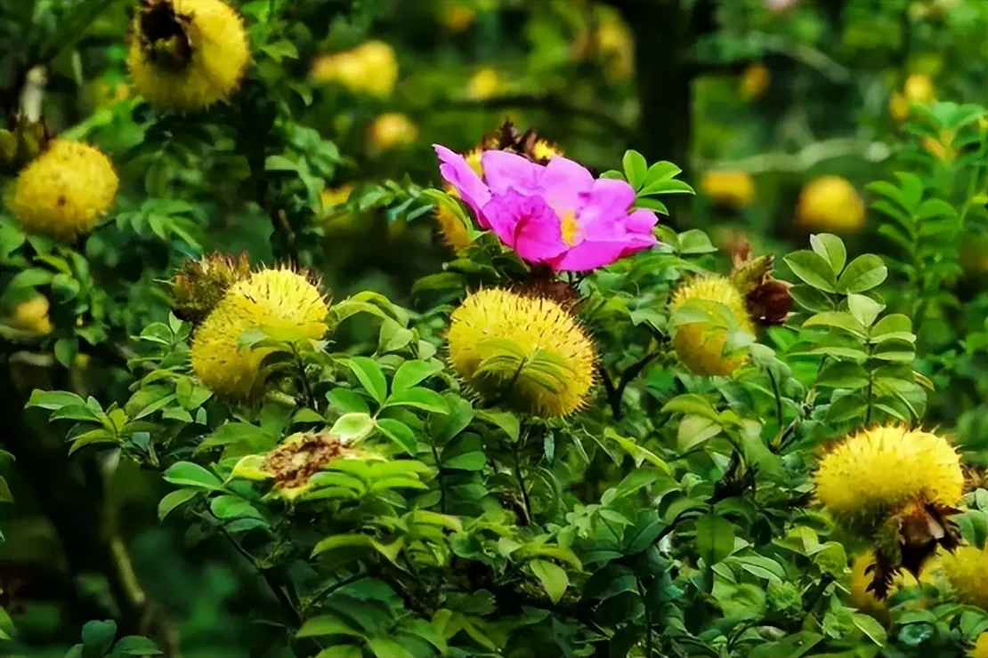 6种野果,5种你从来没见过的水果