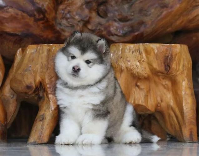 为什么阿拉斯加幼犬那么难教,阿拉斯加主人性格分析