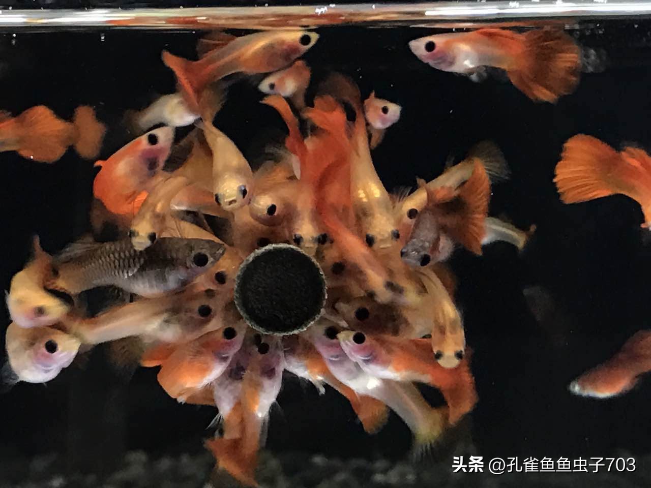 春季鱼为什么死亡如何救活,自己养的鱼无征兆死亡怎么回事