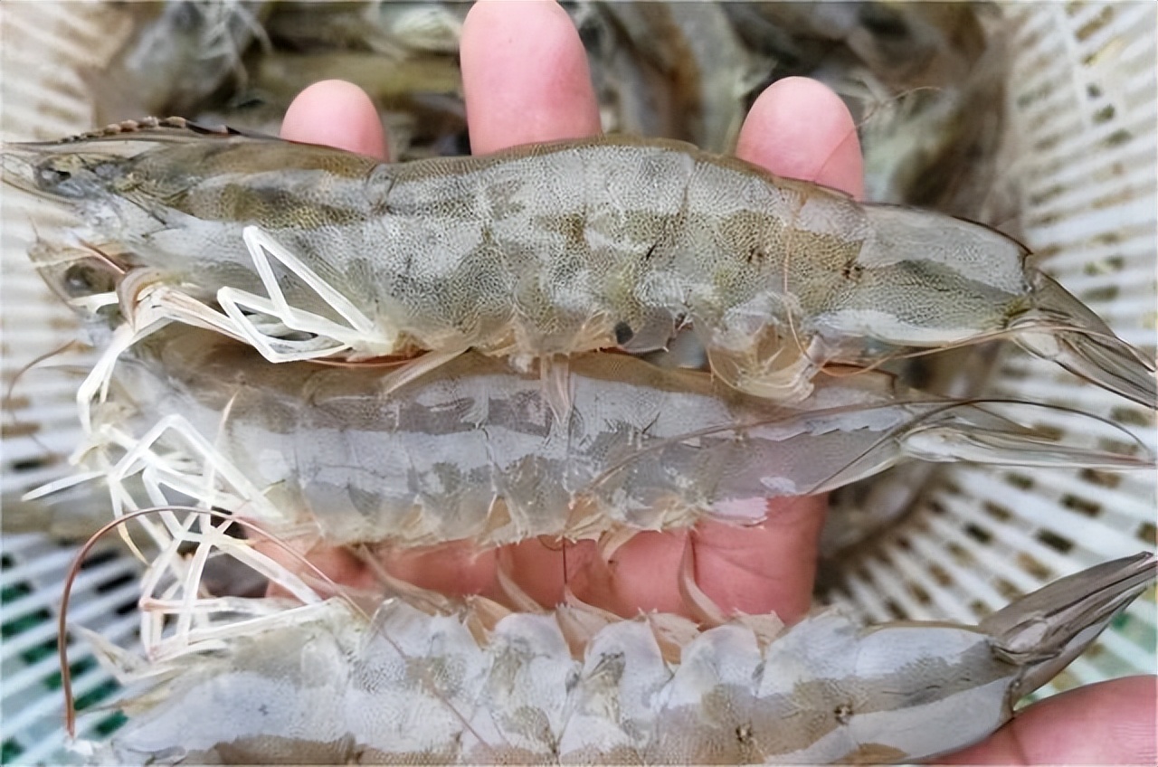 南美白对虾养殖过程中的水质管理,南美白对虾养殖的水质和底质管理