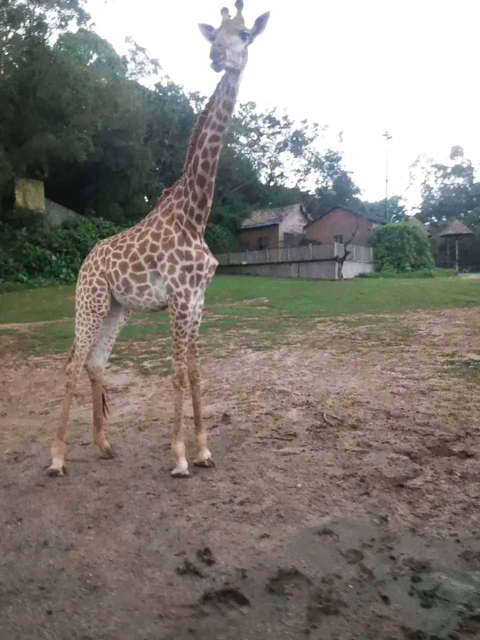 广州长隆野生动物园一日游vlog,广州长隆野生动物世界旅游攻略