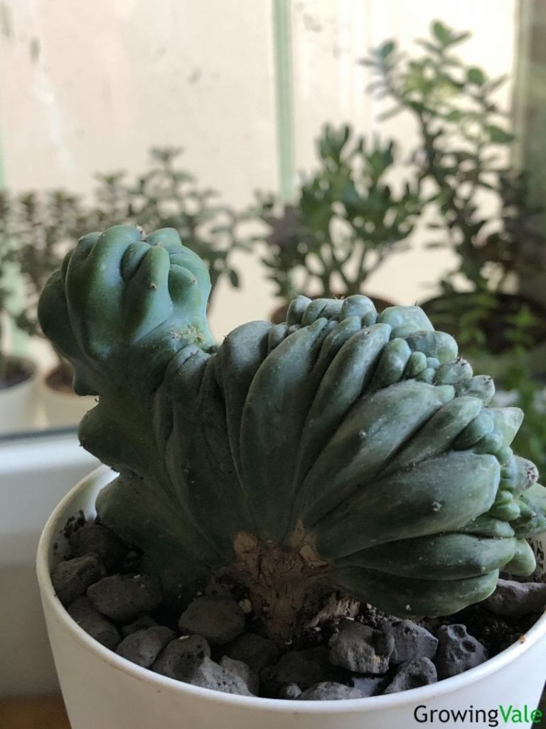 各种仙人掌的种植,仙人掌是扦插好还是带根种植好