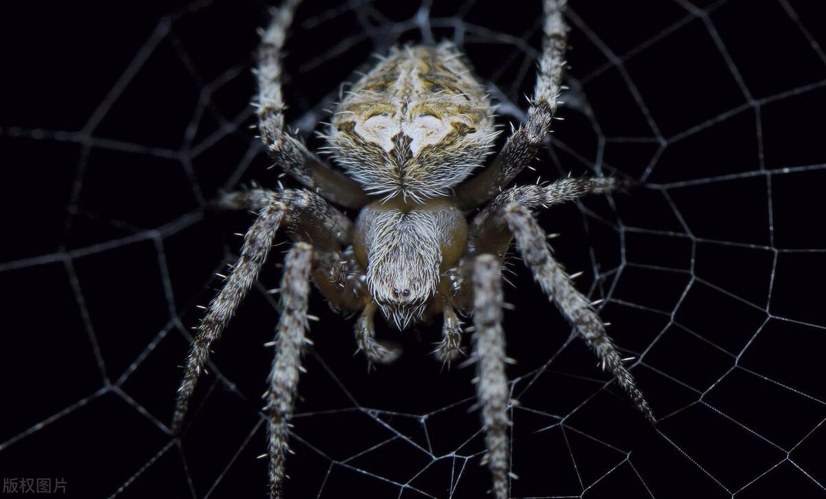 大蜘蛛进卧室有什么说法,家里为什么有大蜘蛛出现