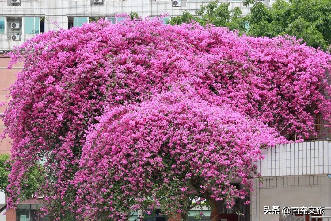 当南充美景遇上“多巴胺”这就是想象中夏天的样子！