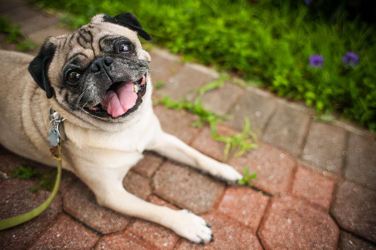 巴哥犬吃什么吐什么怎么回事,巴哥犬呕吐发抖怎么回事