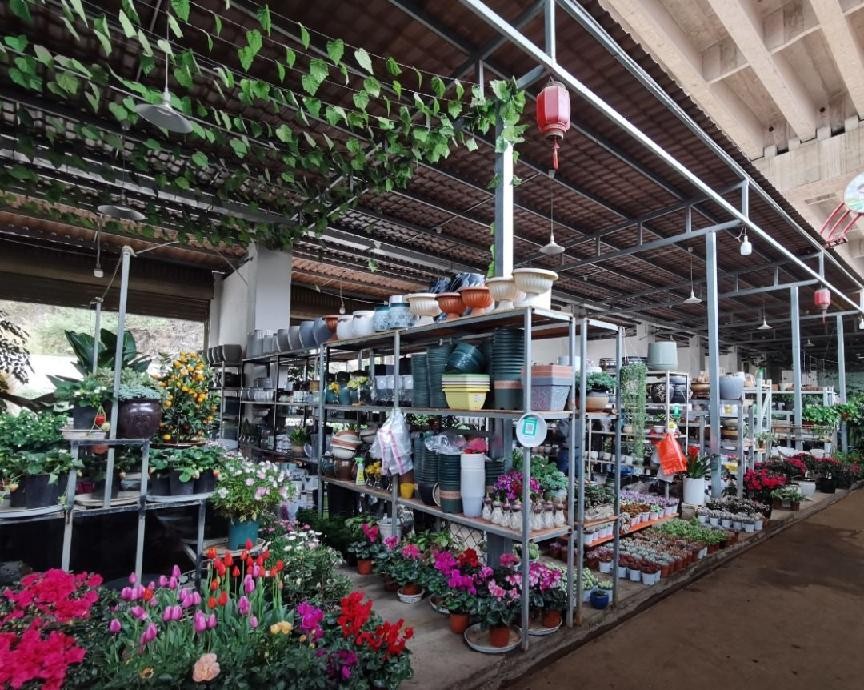 盆栽花卉进货技巧和方法,买盆栽花卉去哪个网站