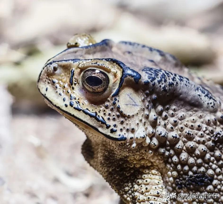 以前暴雨过后常见的癞蛤蟆，现在为何看不见了？蟾蜍要灭绝了吗