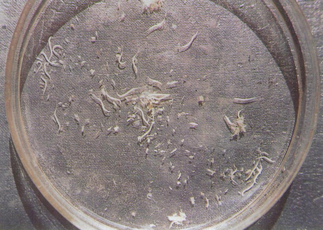 夏天小龙虾到底能不能吃,小龙虾烧烤的危害