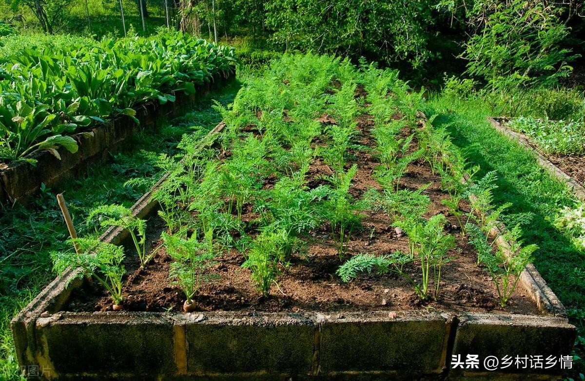 这段时间适合种植什么蔬菜,一年四季种植哪些蔬菜比较合适