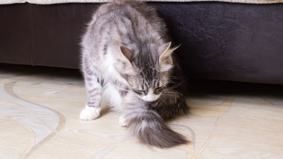 猫咪伤口处理小技巧,给猫咪去粉刺的方法有哪些