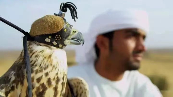 世界最奢侈的宠物狗,迪拜土豪的宠物鹰猎