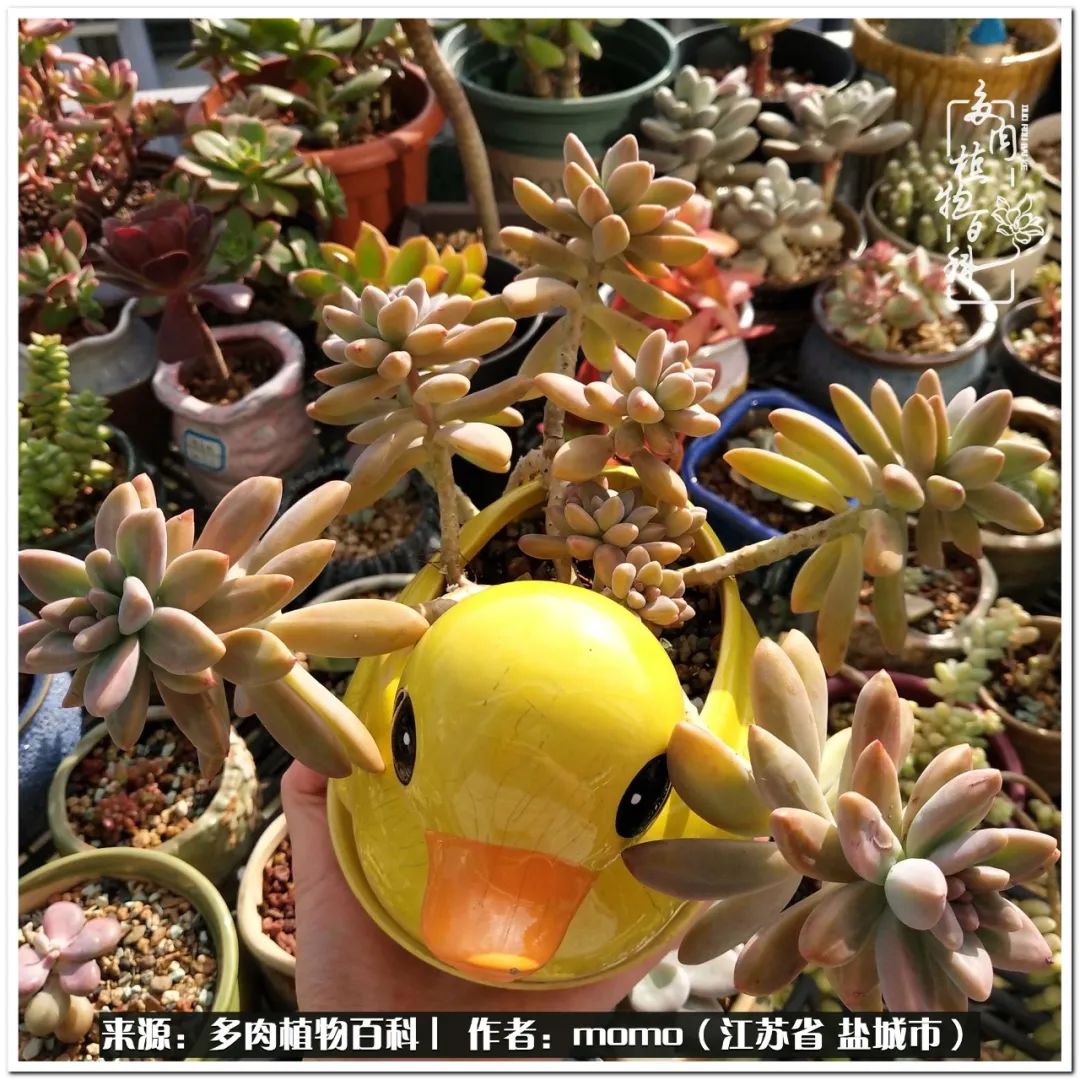 露养一个月的多肉图片,露养多肉春天外面过夜么