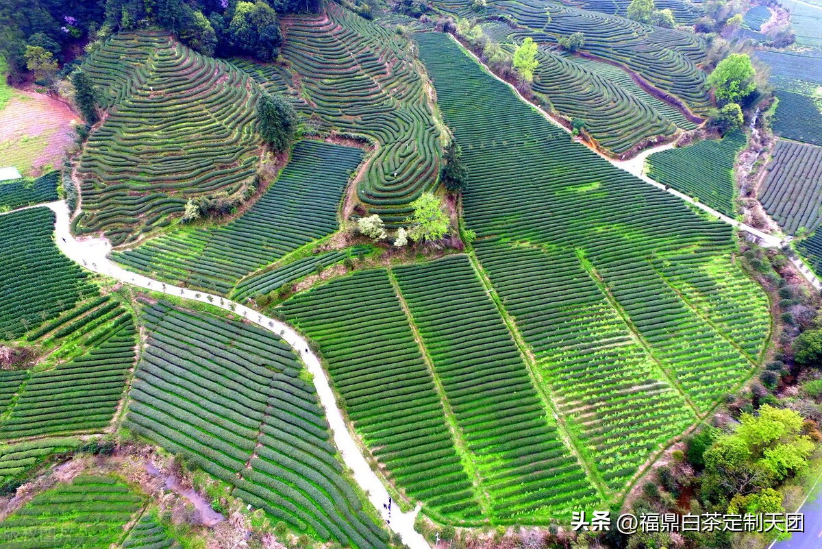 日春茶业事件结果,日春茶业事件什么意思