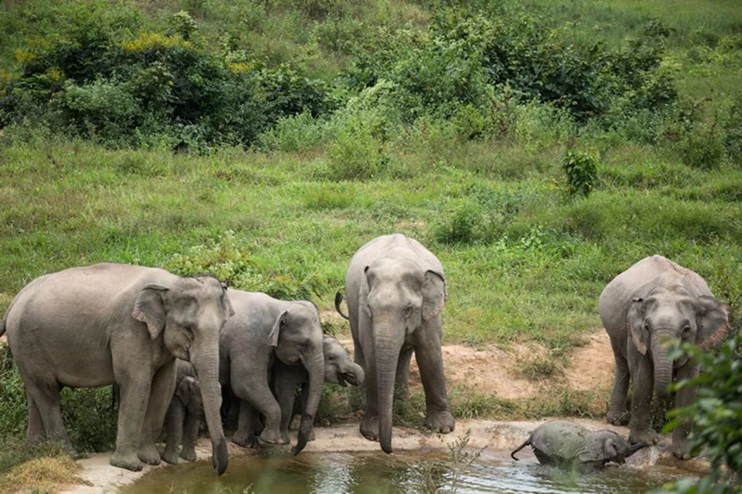 泰国旅游攻略普吉岛大象,泰国大象节旅游攻略