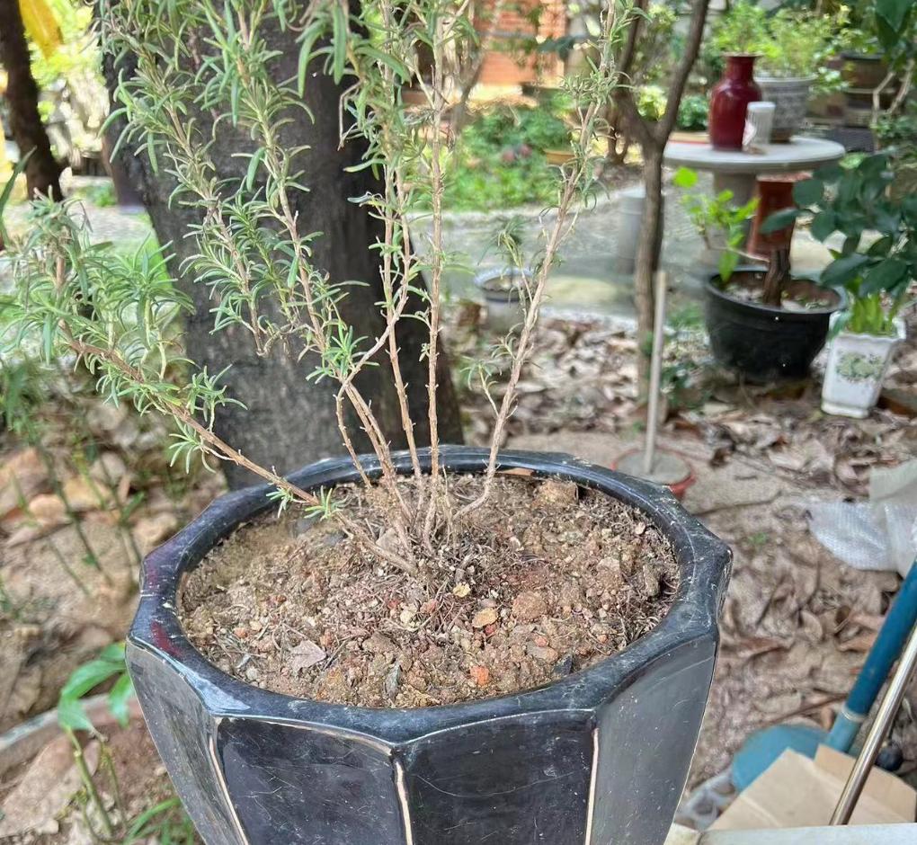 水多的植物如何挽救？植物烂根的迹象，如何拯救烂根植物？