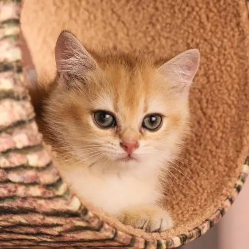 家里养猫空气净化器能吸毛吗,家里有猫孩子对猫毛过敏怎么解决