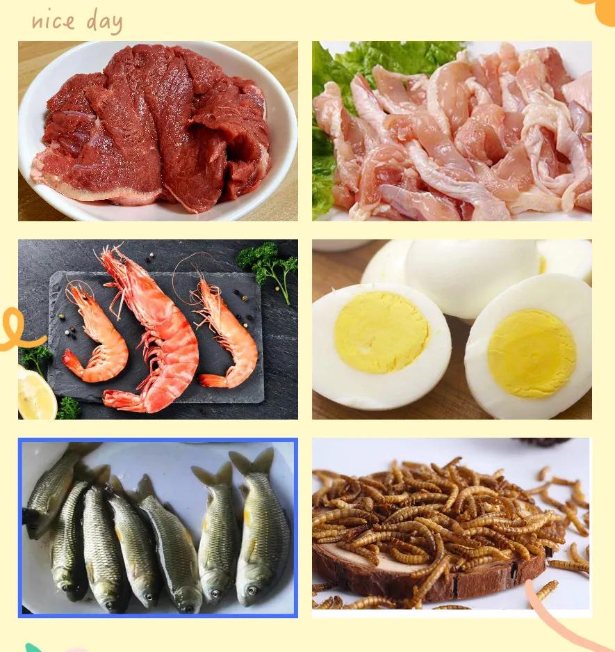 仓鼠食物挑食怎么办,仓鼠吃不下饭吃什么食物