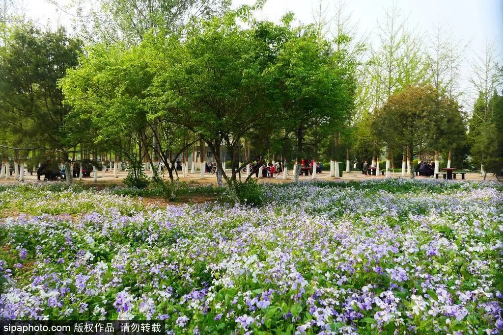 京城四月花事多,在二月兰花海中遇见小松鼠~