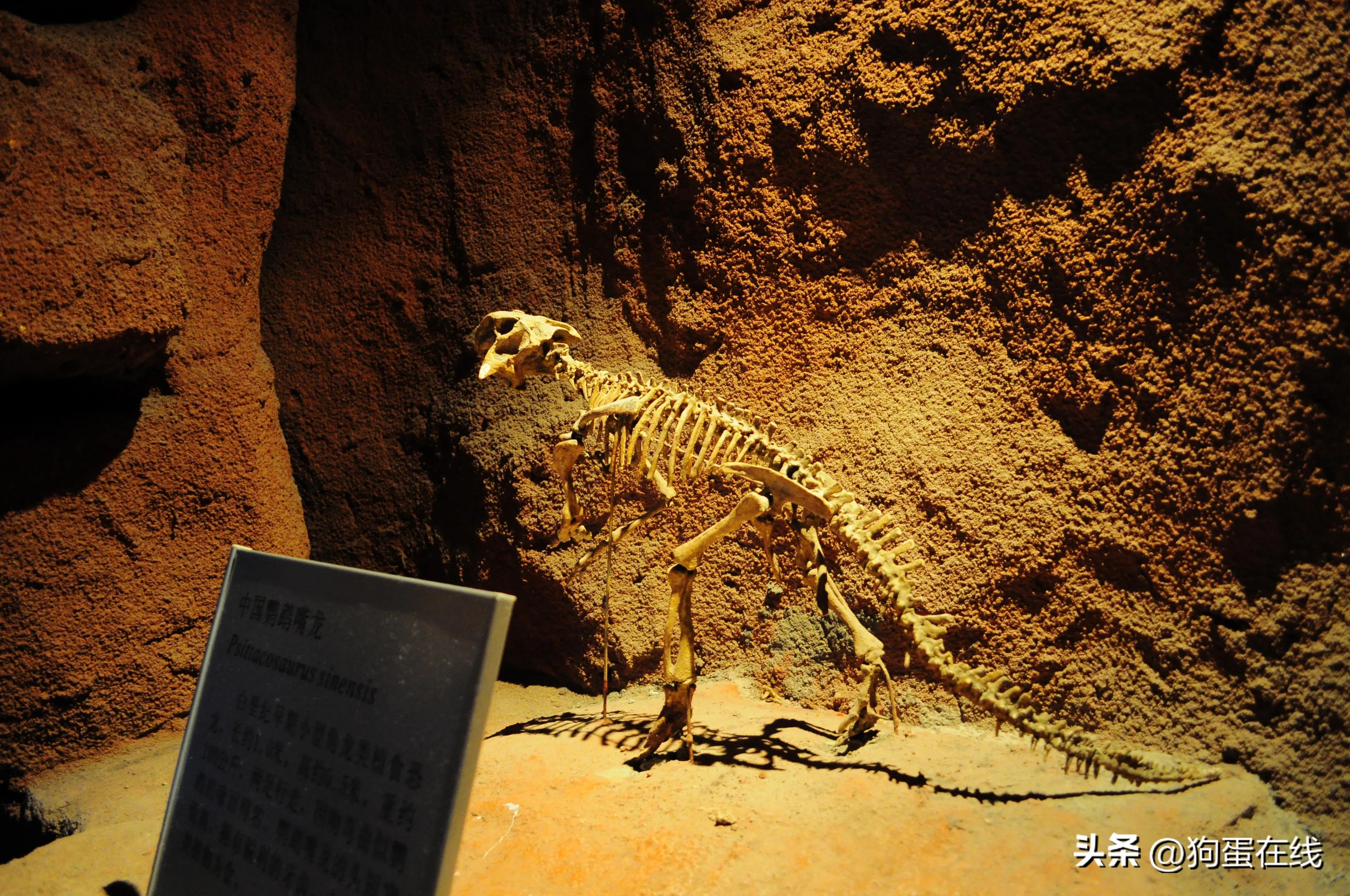 光溜达了：必须待到晚上，常州中华恐龙园体验报告