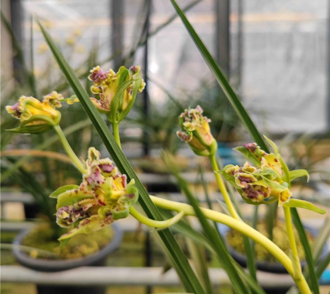 兰花好运牡丹怎么养,兰花华贵牡丹