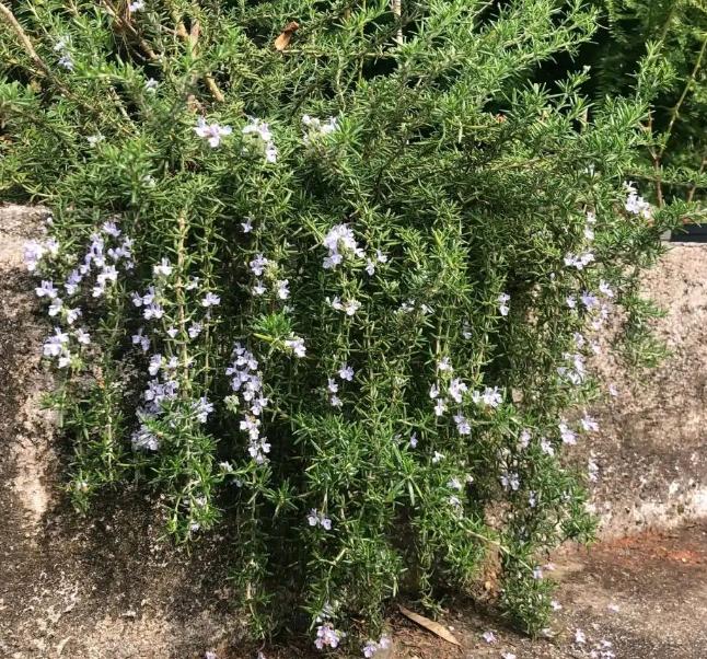 屋里养什么花不招苍蝇,家里养这2种花净化空气带来好运