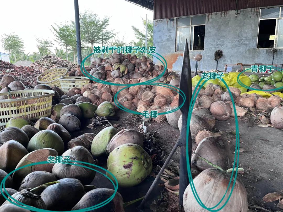 去海南岛品尝当地的椰子,椰子探房