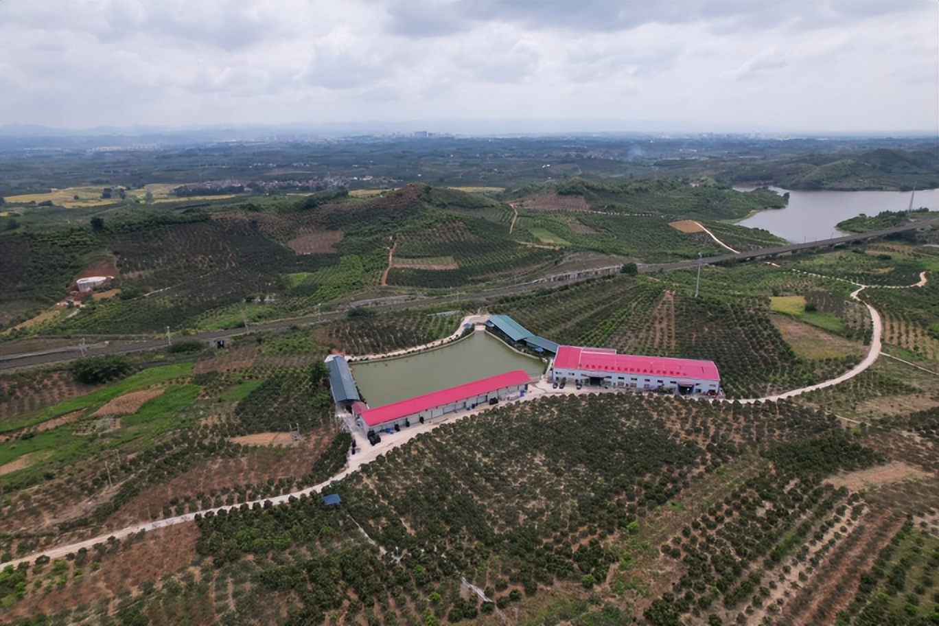 我村有好货|右江河谷夏正“芒”