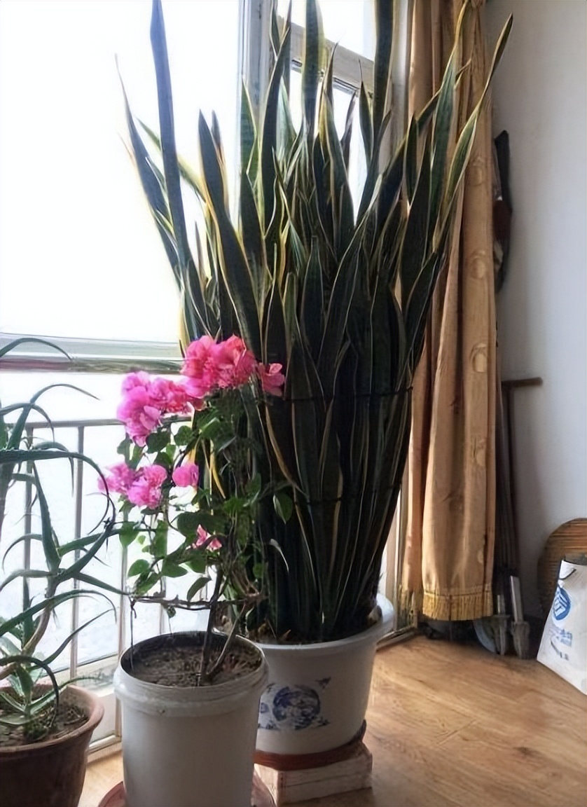 想要养好绿萝注意这几点就够了,绿萝养殖方法和注意事项和禁忌