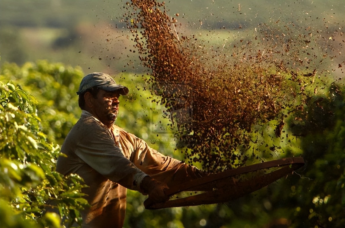 巴西咖啡豆什么风味,巴西咖啡豆咖啡因含量