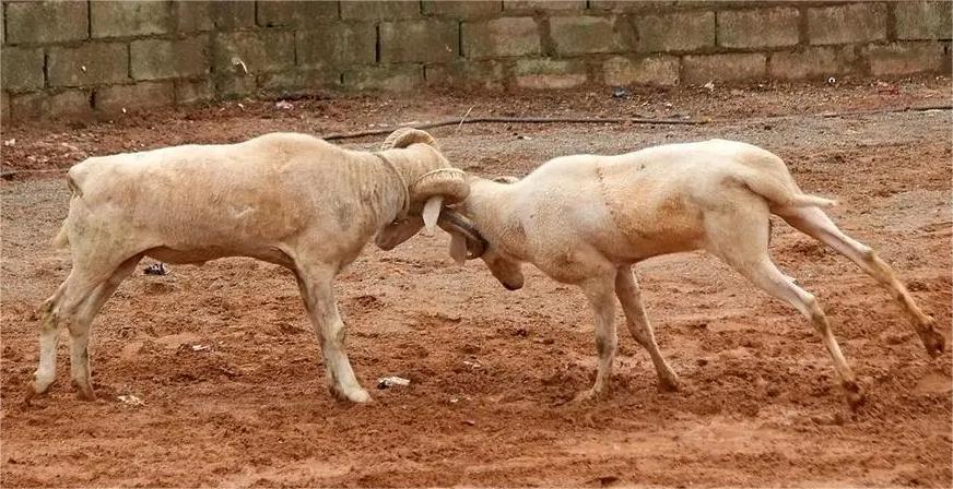 司马迁史记隐晦的真相,司马迁讲贪如狼狠如羊