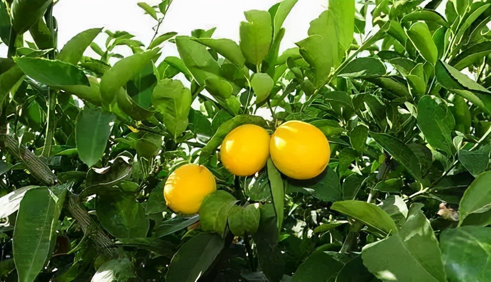 什么树自带香味好养,适合庭院种植的带香味的树