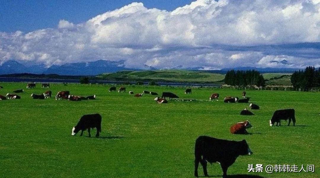 新西兰世界唯一的净土,新西兰一个隐藏的天堂