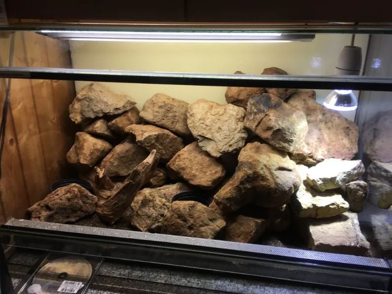 「原来欧洲有这么多种蛇？！」偷师卡塞尔的豢龙大师·下