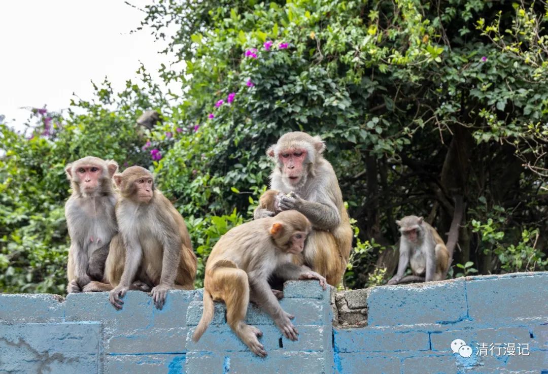 海南南湾猴岛天气预报,海南南湾猴岛