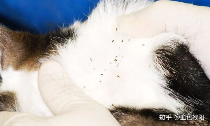 长寿猫咪,猫咪长寿