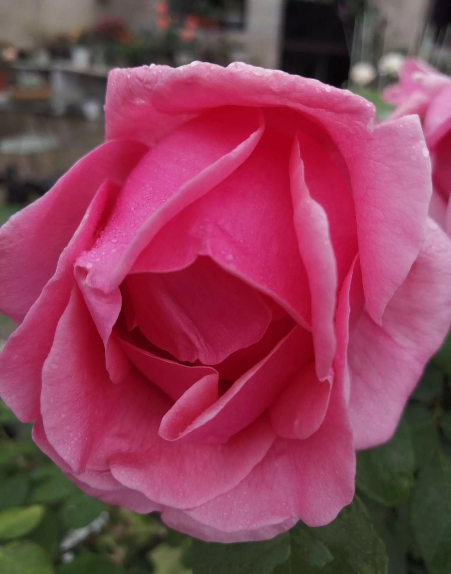 月季品种醉花,月季品种大全及图片欣赏