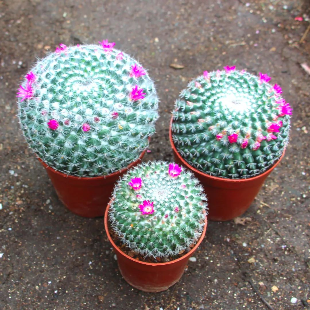 100种刺花图片,刺球花卉图片大全