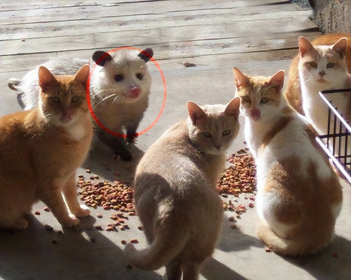 用python求10个数的平均值,用python找出10000以内的完美数