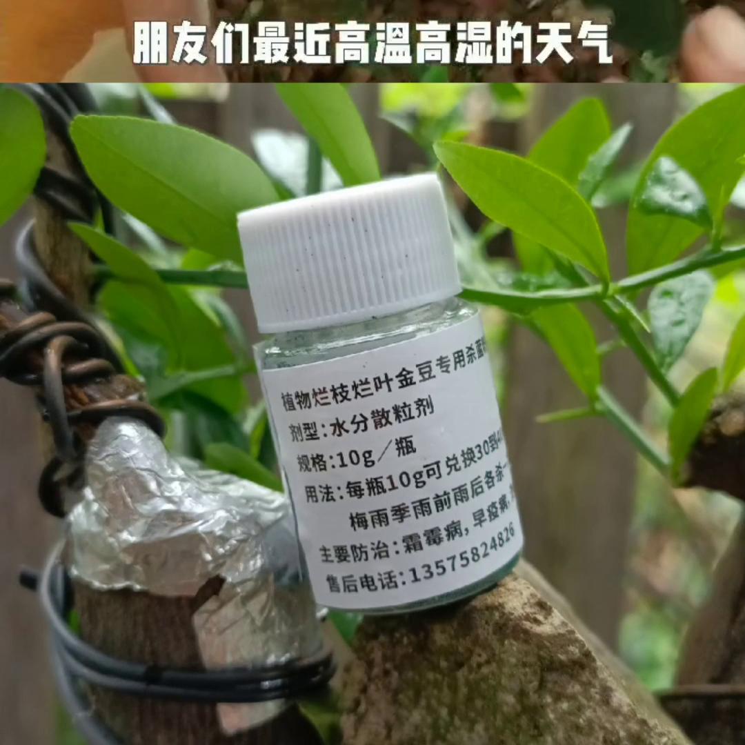 #细菌性感染#流胶#杀菌专用@抖音短视频