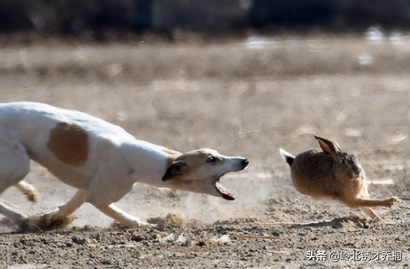诗歌陕西方言改编,西安童谣方言版