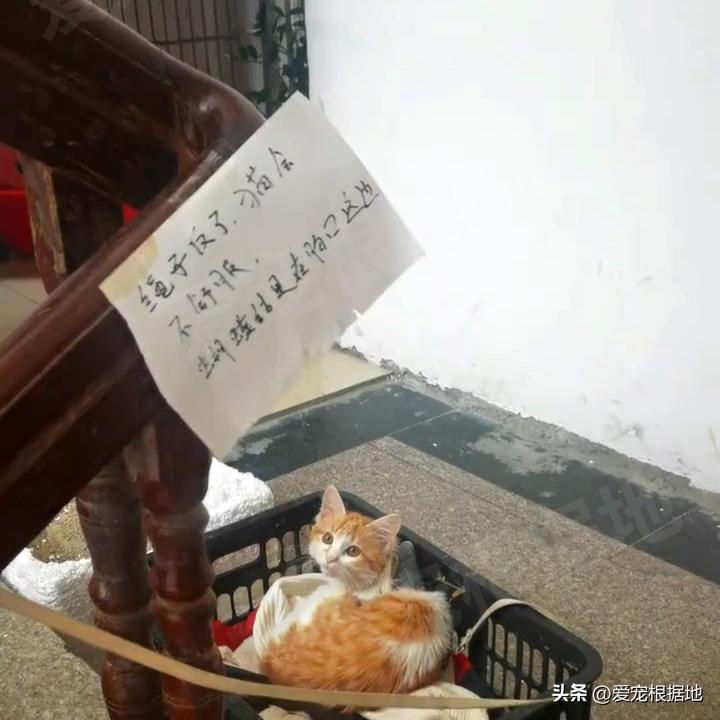被主人拴着的猫,被邻居拴在楼道的小猫咪