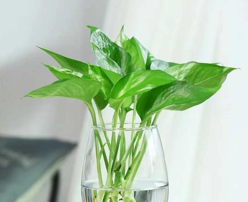 适合水培的室内花卉盆栽,能在室内水培的小盆栽
