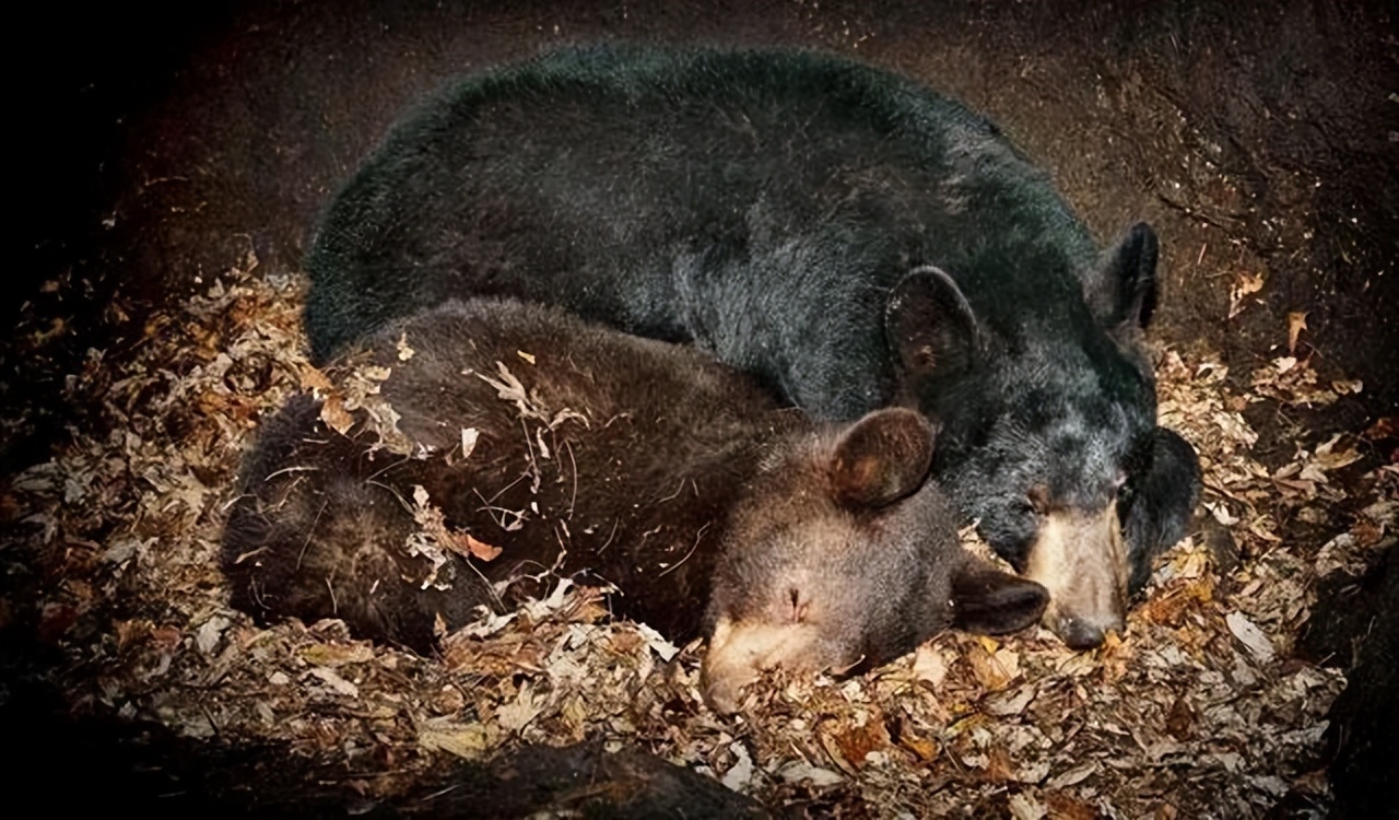 你知道的最震惊的冷知识是什么？