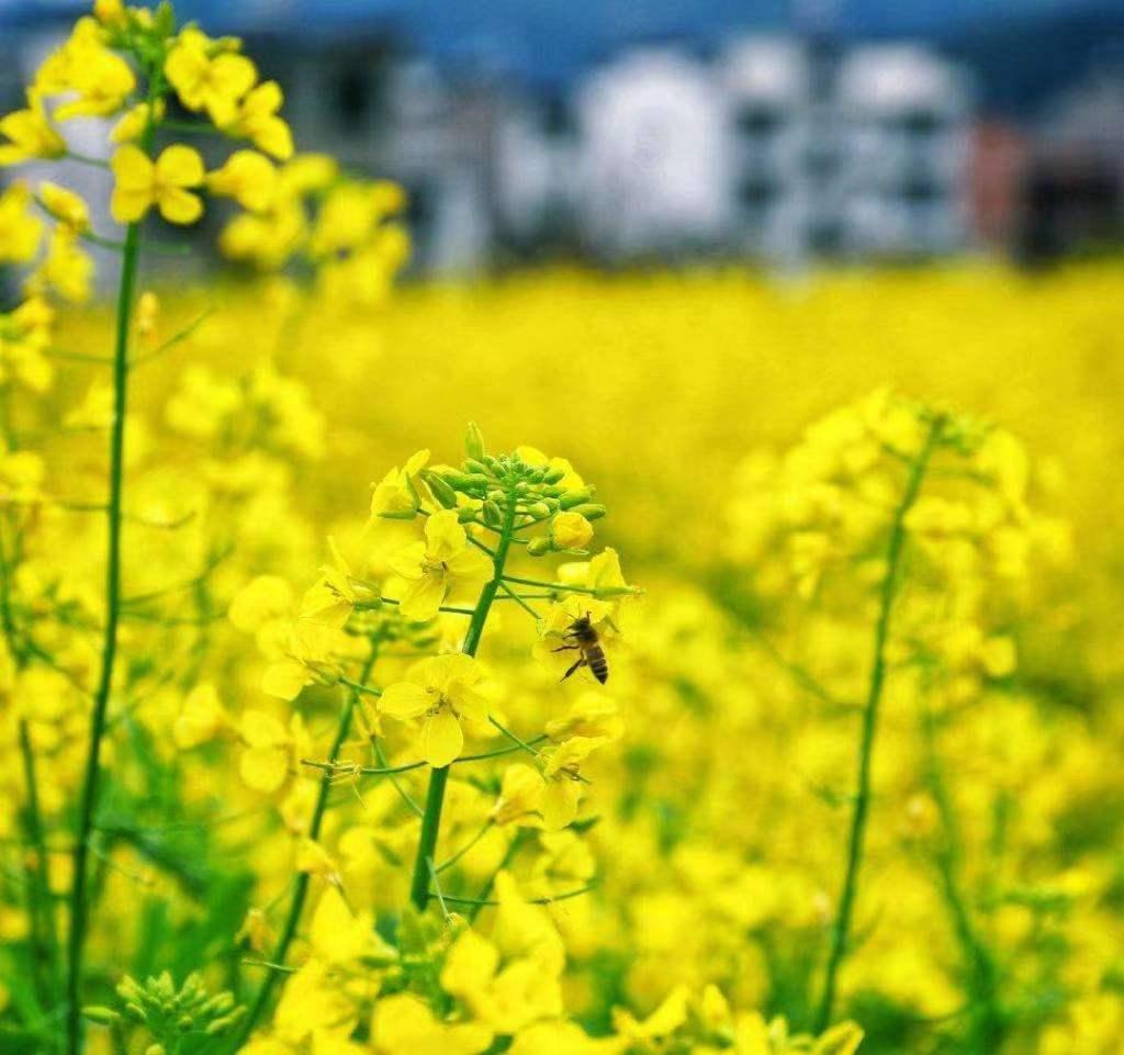 常觅春归不知处花田此地得逢君：栖云田园小镇·花间集