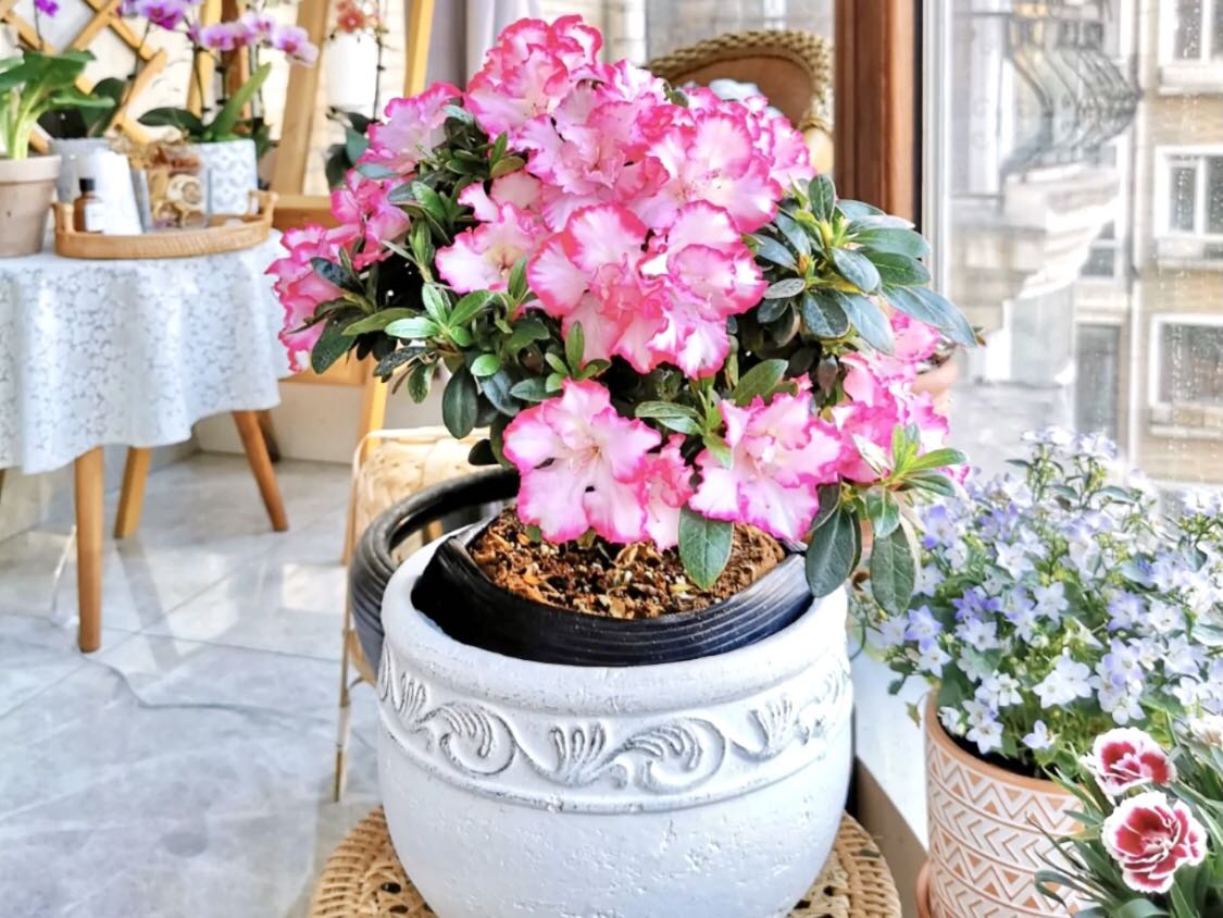 吸甲醛的绿植第一名央视,绿植去除甲醛靠谱吗