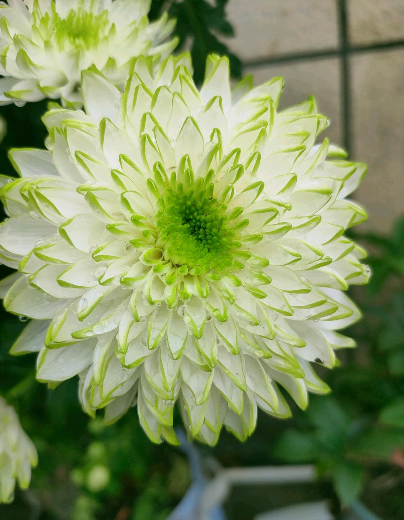 粉天赞菊花好养吗,天赞菊花冬天可以扦插吗