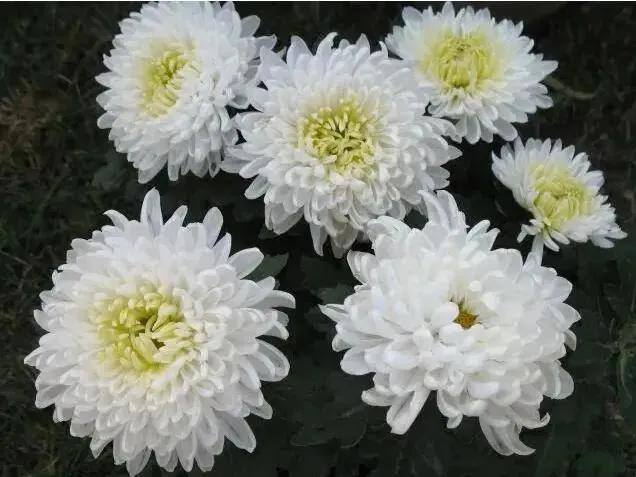 清明节的由来和习俗,清明节的由来和习俗儿童版完整版