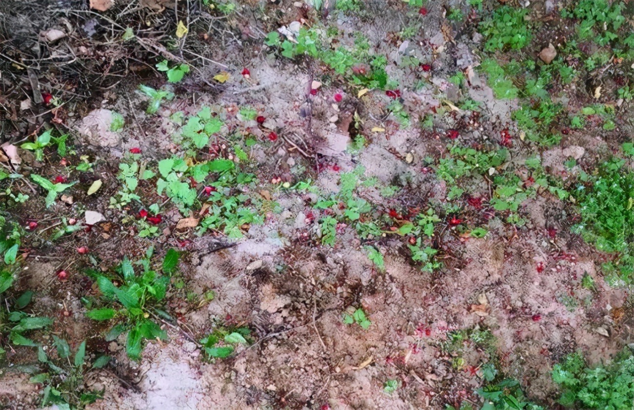 温室大棚樱桃裂果的原因是什么,樱桃炭疽病会导致落果吗