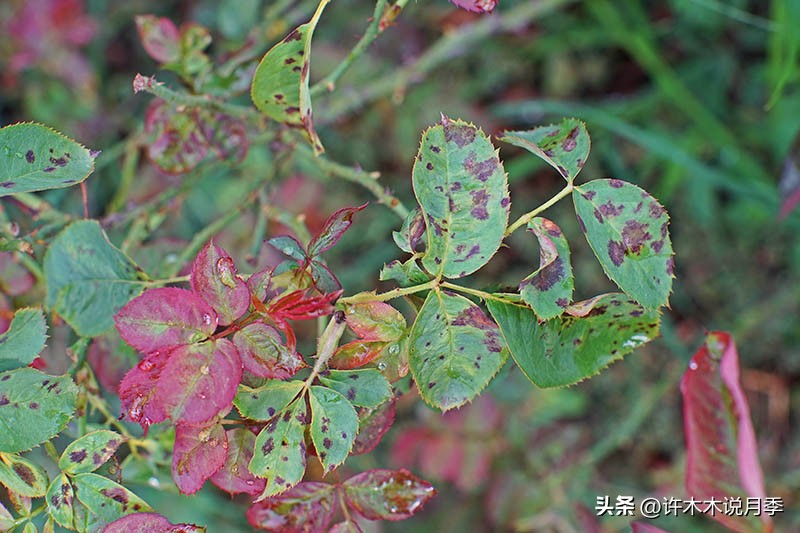 秋天月季雨水多月季会不会烂根,月季雨季长白粉怎么办